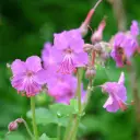 Geranium Bevan's Variety - Flocknäva - Compact - BIO