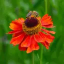 Solbrud - Helenium Moerheim Beauty - Compact - BIO