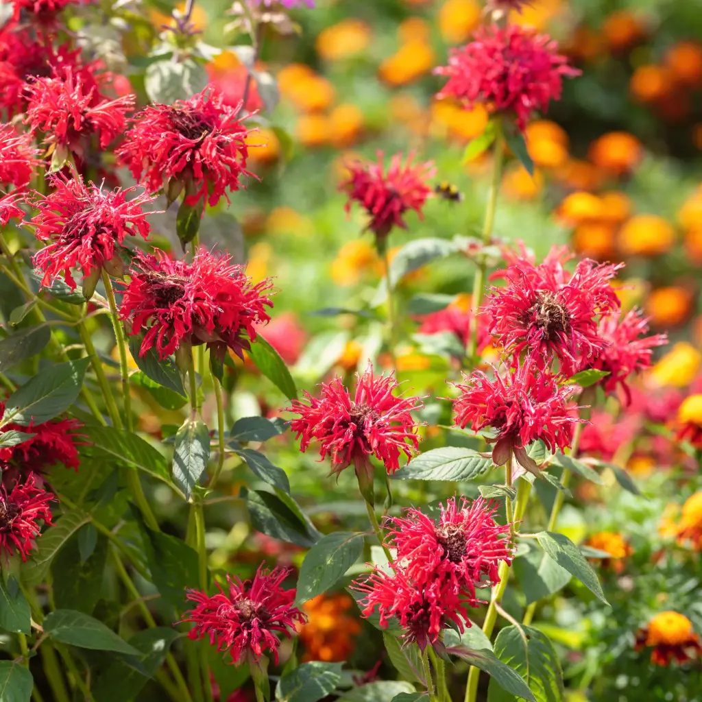 Temyntor - Monarda Mahogany - Compact - BIO