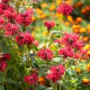 Temyntor - Monarda Mahogany - Compact - BIO