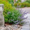Kantnepeta - Nepeta Walker's Low - Compact - BIO