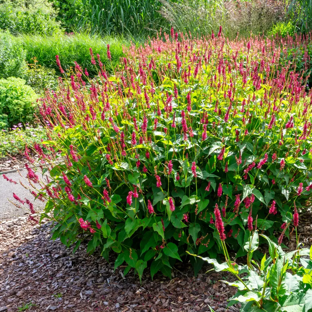 Blodormrot - Persicaria amplexicaulis - Compact  - BIO