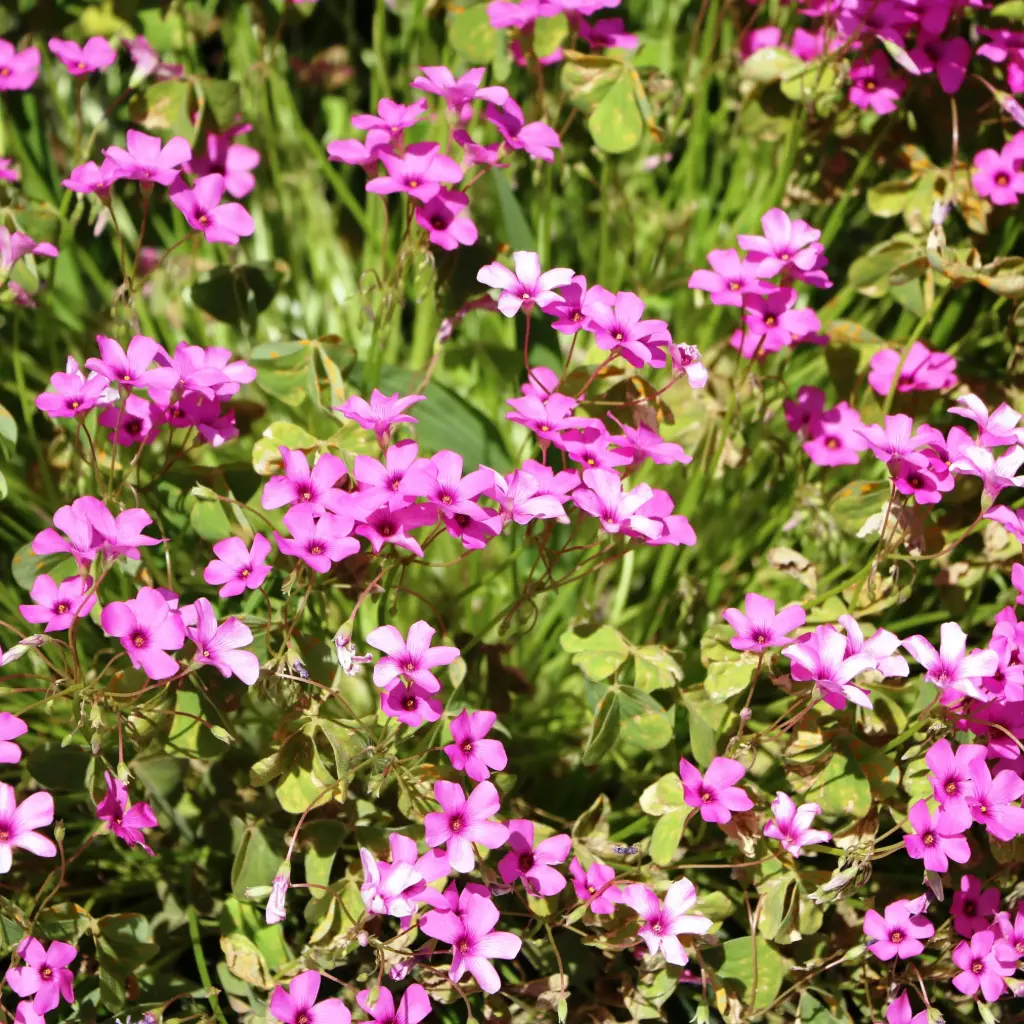 Mossflox - Phlox sub. Scarlet Flame - Compact - BIO