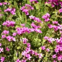 Mossflox - Phlox sub. Scarlet Flame - Compact - BIO