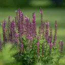 Stäppsalvia - Salvia Caradonna - Compact - BIO