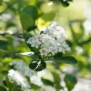 Aronia prunifolia Viking - Slånaronia - Välfylld - BIO