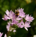 Allium unifolium - Glanslök - BIO