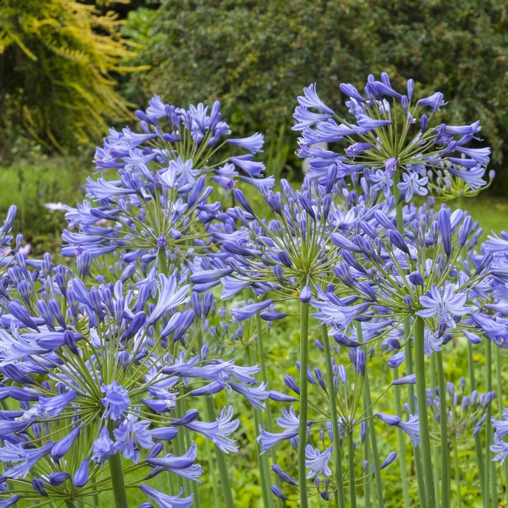 Afrikansk Lilja - Agapanthus Charlotte - BIO
