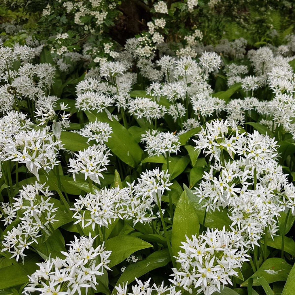 Ramslök - Allium Ursinum - BIO