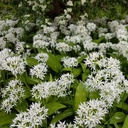 Ramslök - Allium Ursinum - BIO