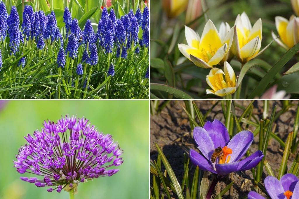 Bipåse (40 stycken) - BIO