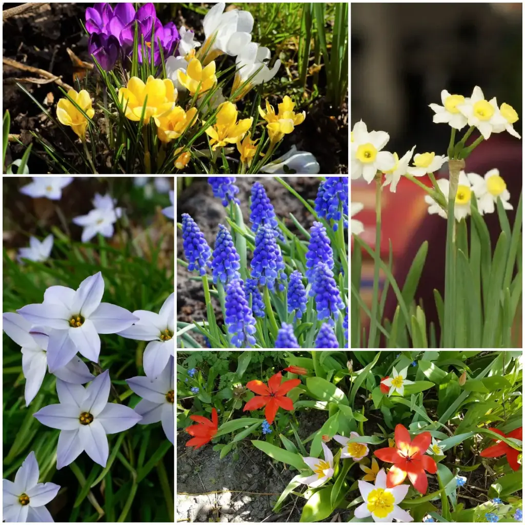 Collection Happy Bee Spring Garden S  - BIO