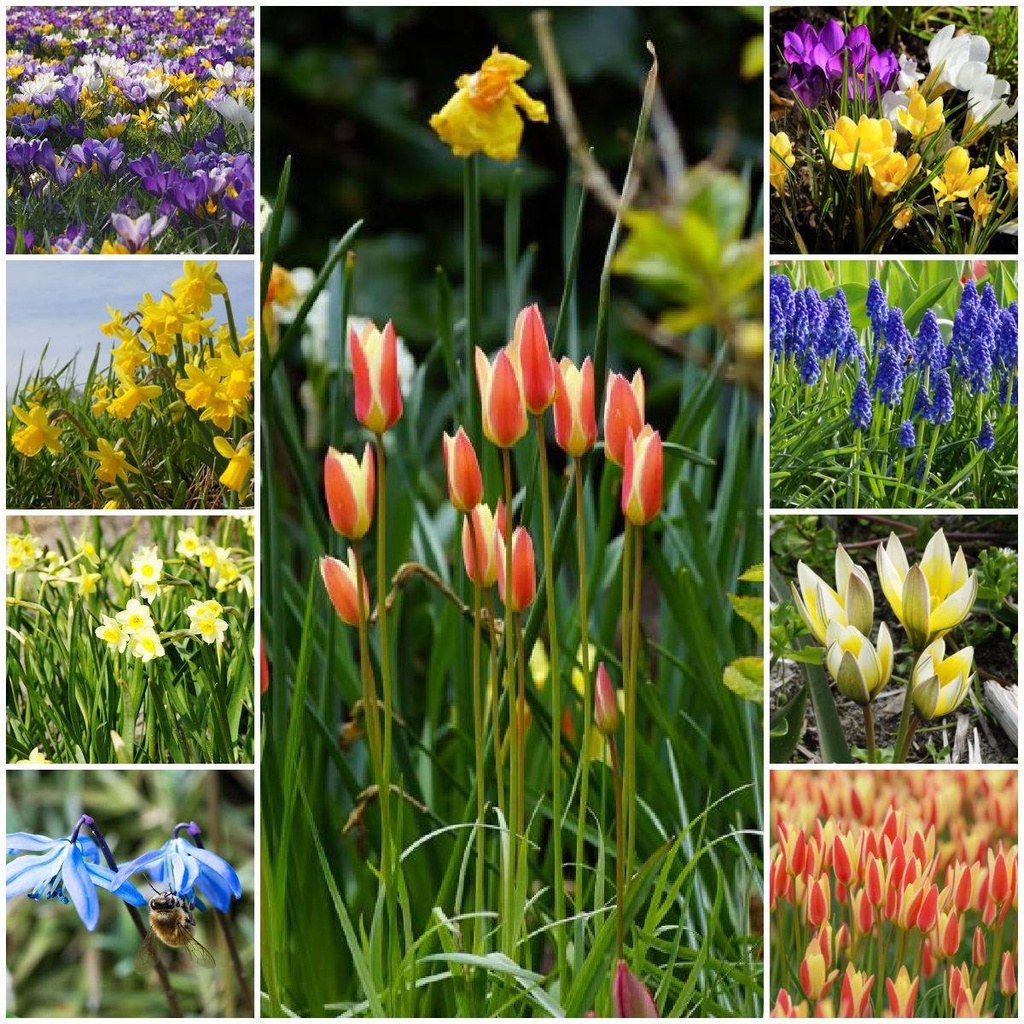 Collection Happy Bee Spring Garden L - BIO