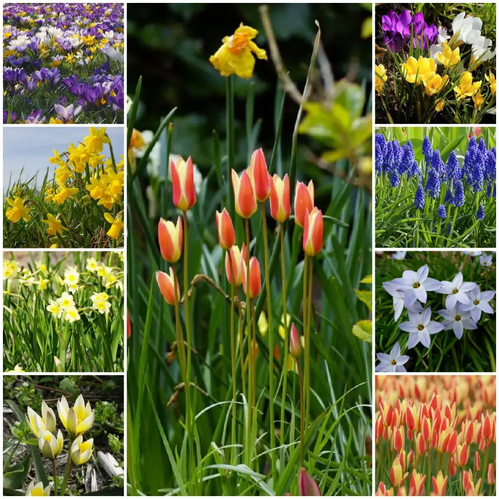 Collection Happy Bee Spring Garden L - BIO