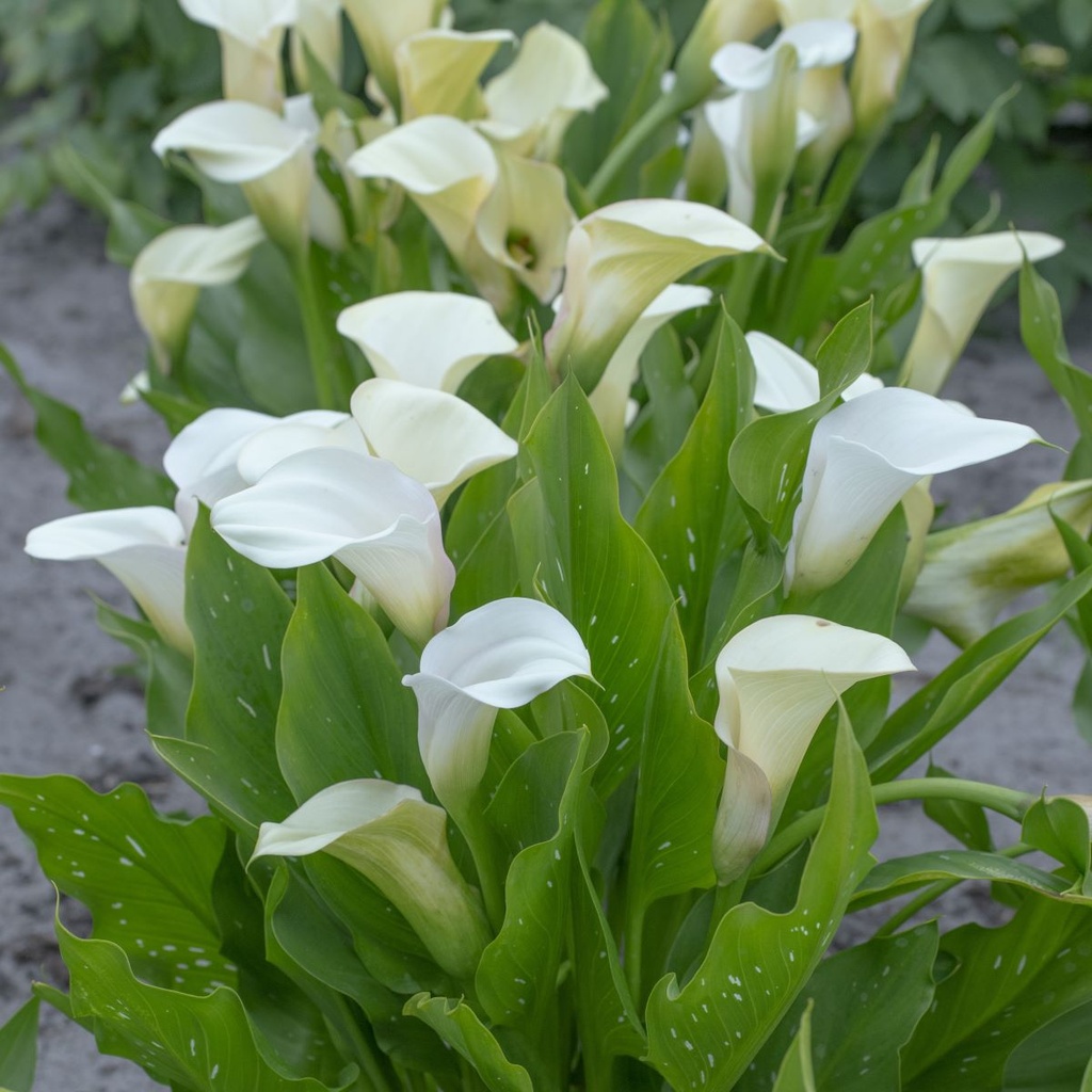 Calla Vitt - BIO