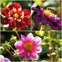 Dahlia-bimix Rosa-Röd 4 ST - BIO