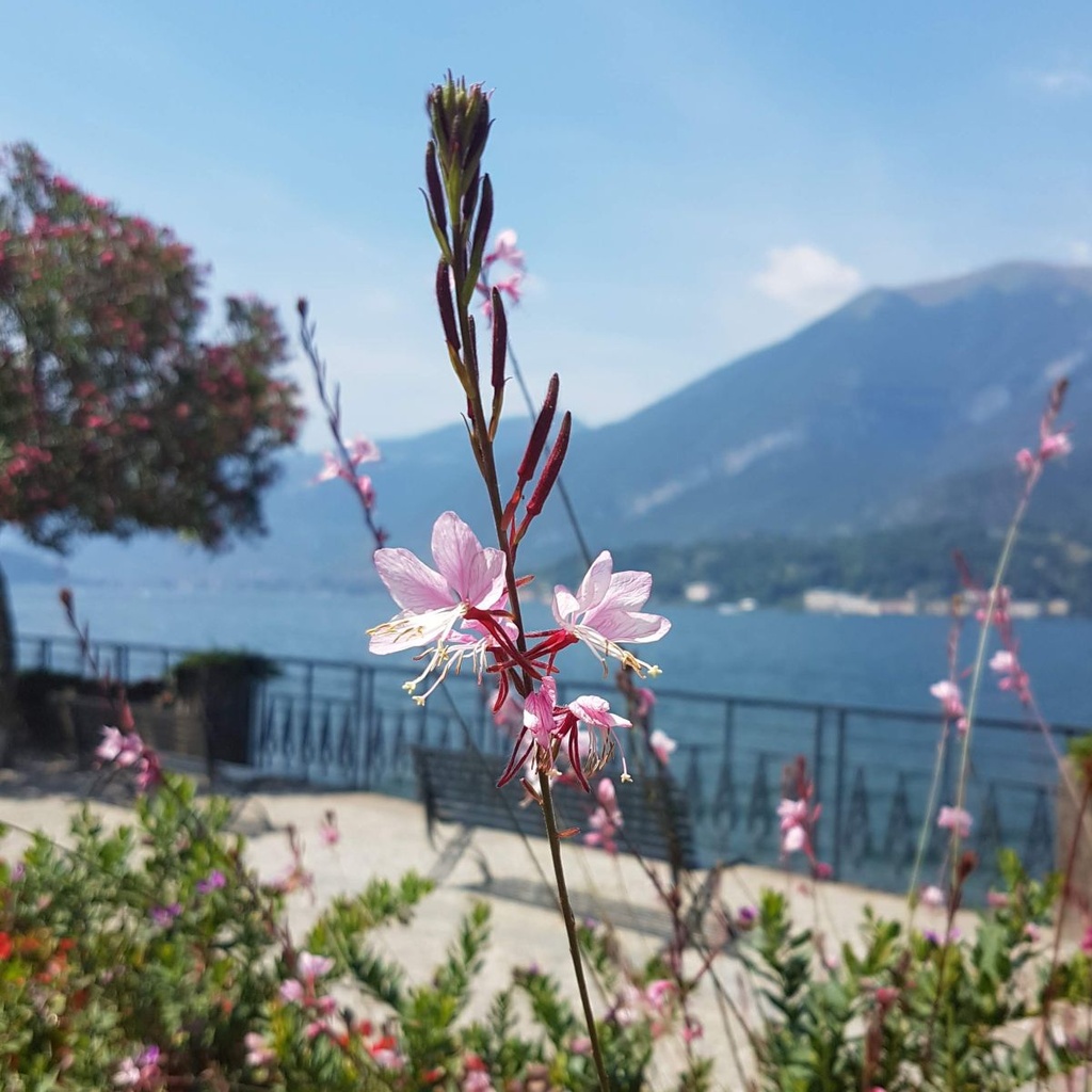 Sommarljus - Gaura Sparkle White - BIO