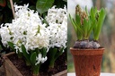 Hyacint White Pearl i Krukor - BIO