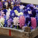 Hyacinthus blandning - BIO