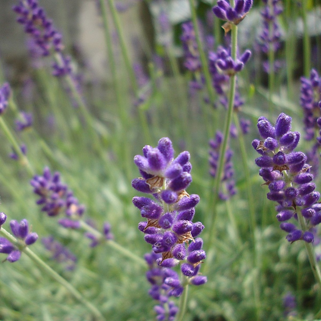 Lavendel - Lavandula angustifolia Hidcote - BIO