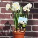 Narcisse Bridal Crown i Krukor - BIO