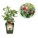 Röda Krusbär - BIO