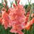 Sommarblommande / Gladiolus