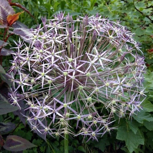 [A9007] Allium Christophii - Stäpplök - BIO