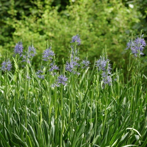 [A9016] Blå Stjärnhyacint - Camassia Leichtlinii Caerulea - BIO