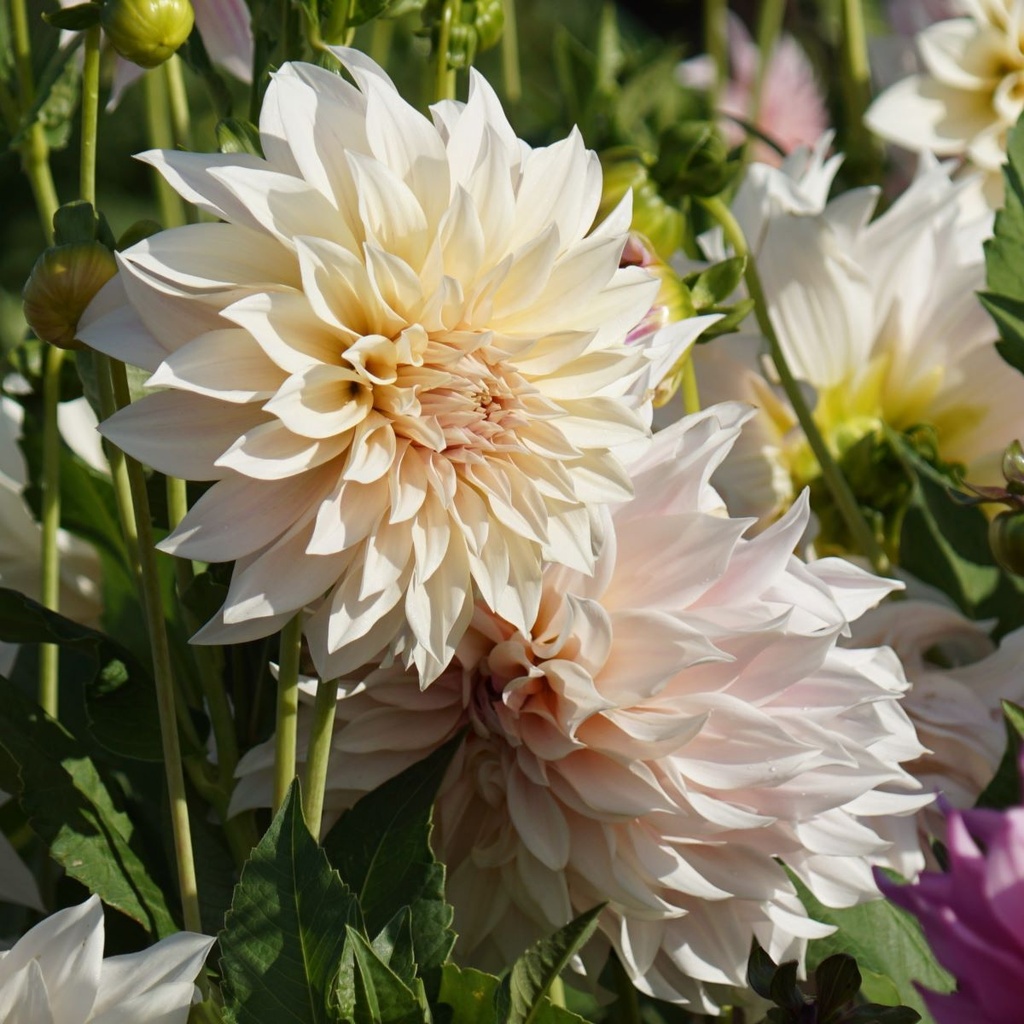 Dahlia Café au Lait BIO Natural Bulbs SE