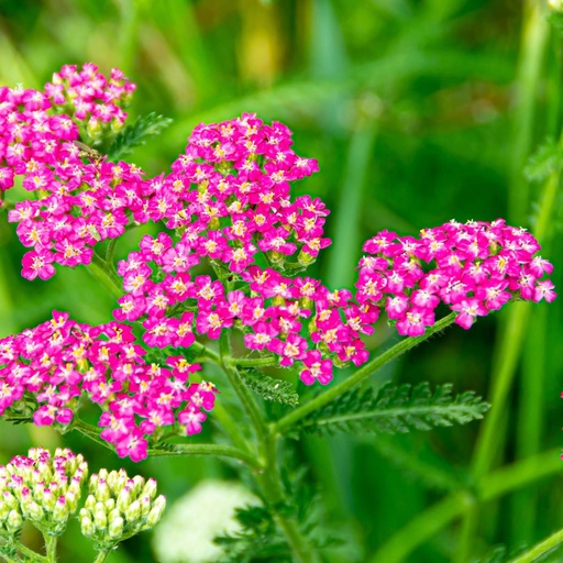 [X8068] Röllika - Achillea Millefolium Cassis - BIO