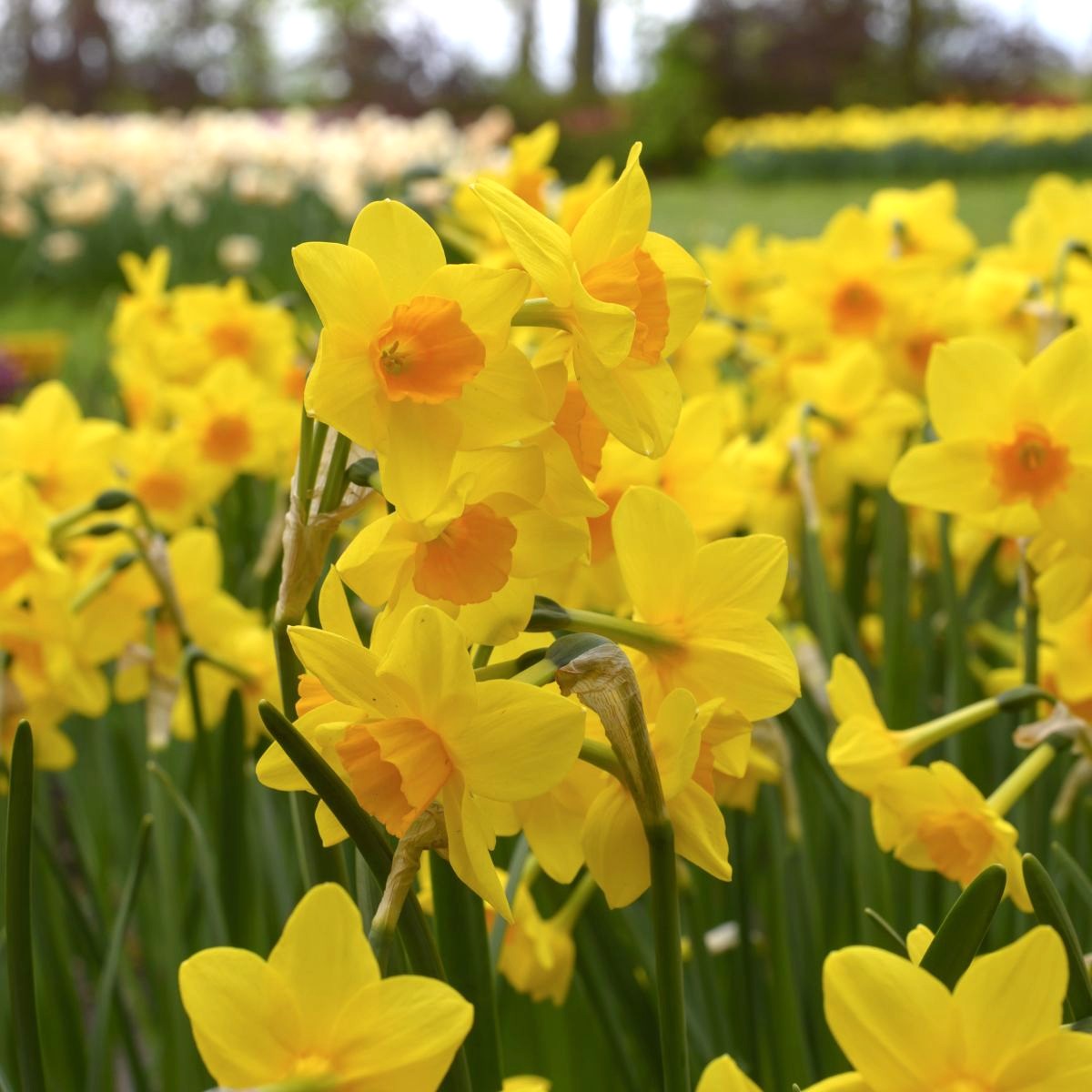 [A3026] Narcissus Garden Opera - BIO