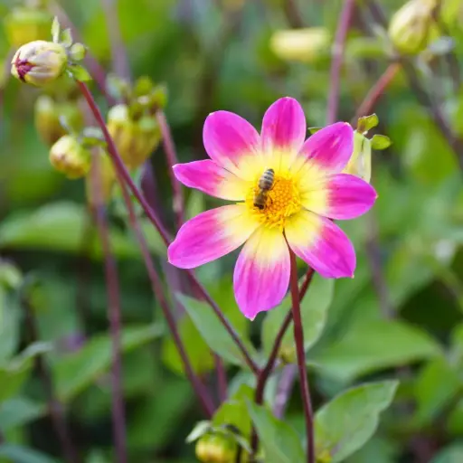 [B1048] Dahlia Bright Eyes -r- - BIO