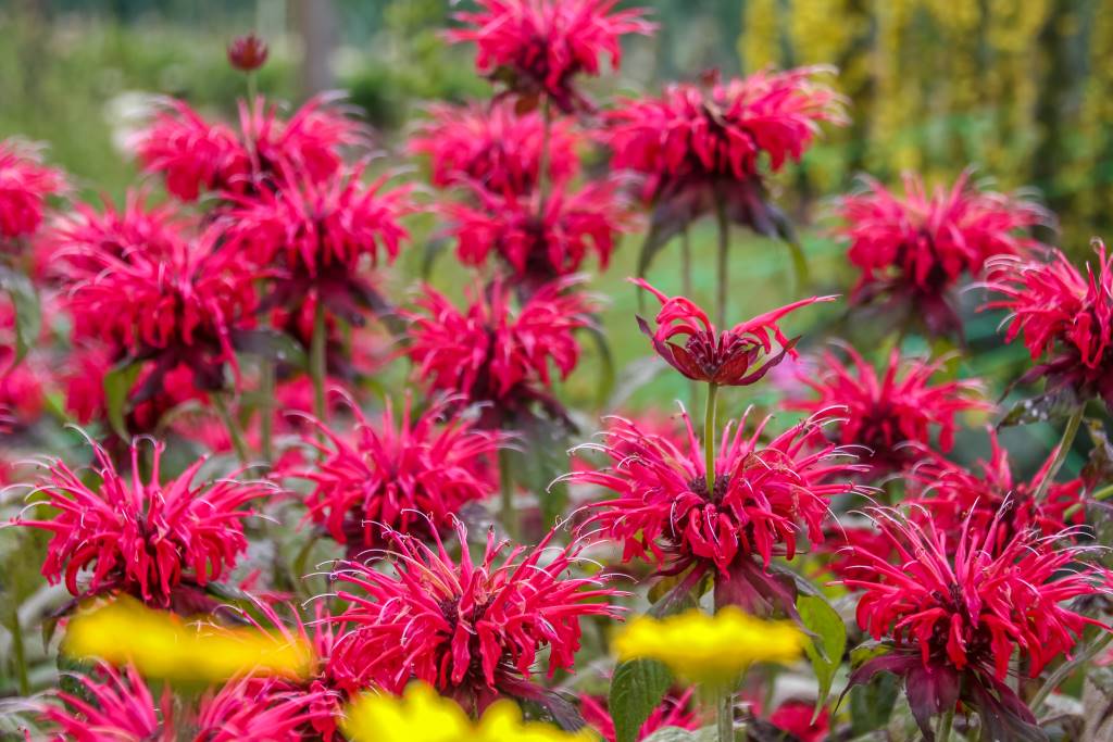 [B8075] Temyntor - Monarda Fireball - BIO