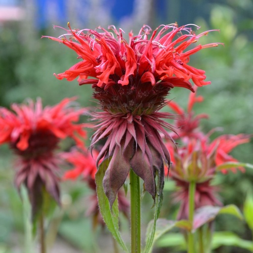 [B8075] Temyntor - Monarda Fireball - BIO