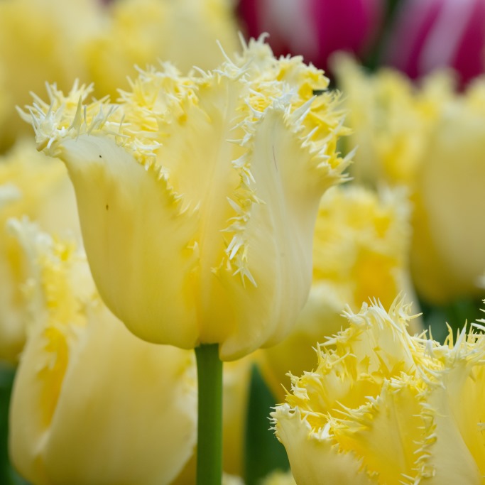 Tulipa Rebellious Yellow - BIO | Natural Bulbs SE