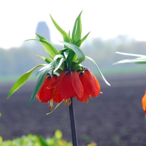 [A9069] Kejsarkrona - Fritillaria imp. Rubra - BIO
