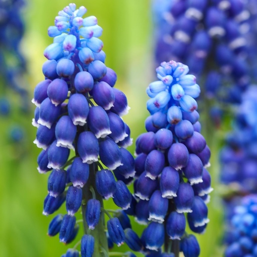 [A9070] Pärlhyacint - Muscari Joyce Spirit - BIO