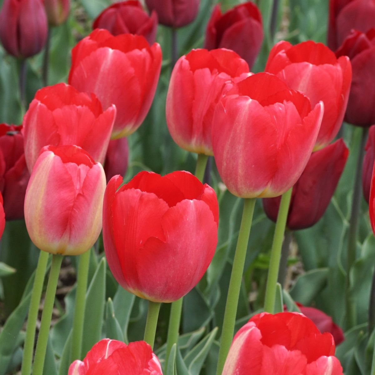 [A1143] Tulipa Judith Leyster - BIO