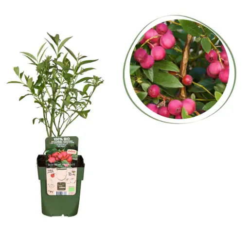 [F1016] Rosa Blåbärsbuske - BIO