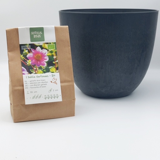 [BC99001] Dahlia Hartenaas - BIO med Artstone kruka