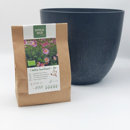 [BC99002] Dahlia Sweetheart- BIO med Artstone kruka