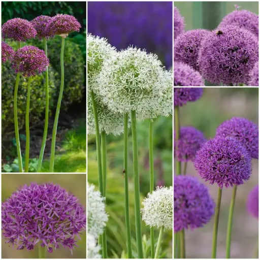 [AC99085] Ornamental Onion (Allium) collection - BIO