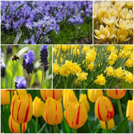 [AC99086] Lasagne vårblommor i färgglada färger - BIO