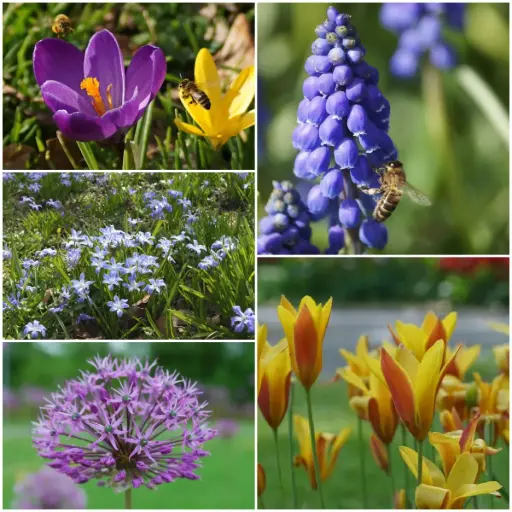 [AM99089] Pollineringspaket 50 st - BIO