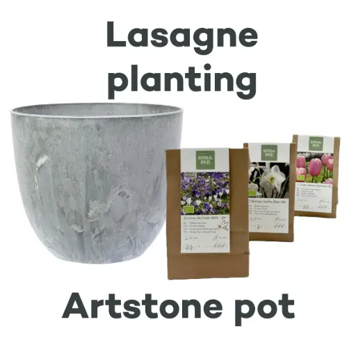 [AC99093] Bulb Lasagne with Artstone pot Grey- BIO