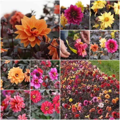 [B1001] Dahlia Mysterium Biene Mix - BIO