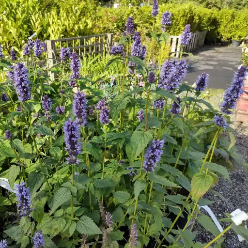 [X8085] Anisisopar - Agastache Black Adder - BIO