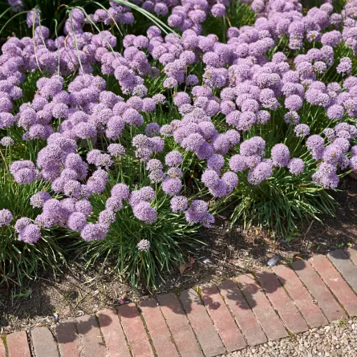 [X8086] Allium Senescens - BIO