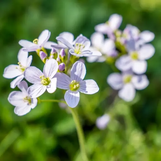 [X8087] Cardamine pratensis - BIO